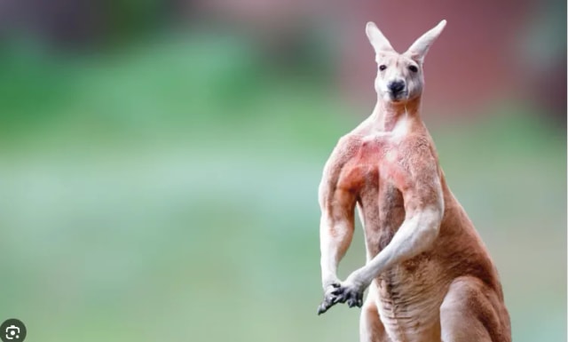 我叫你試下活動